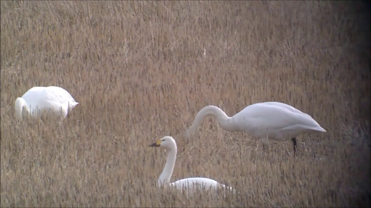 Tundra swan (Cygnus columbianus,Cygnus bewickii)