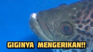 JUMBO JAGUAR/MANAGUIN FISH TURNS OUT TO HAVE SHARP TEETH THAT CAN HURT OTHER FISH TO THEIR MEAT!!