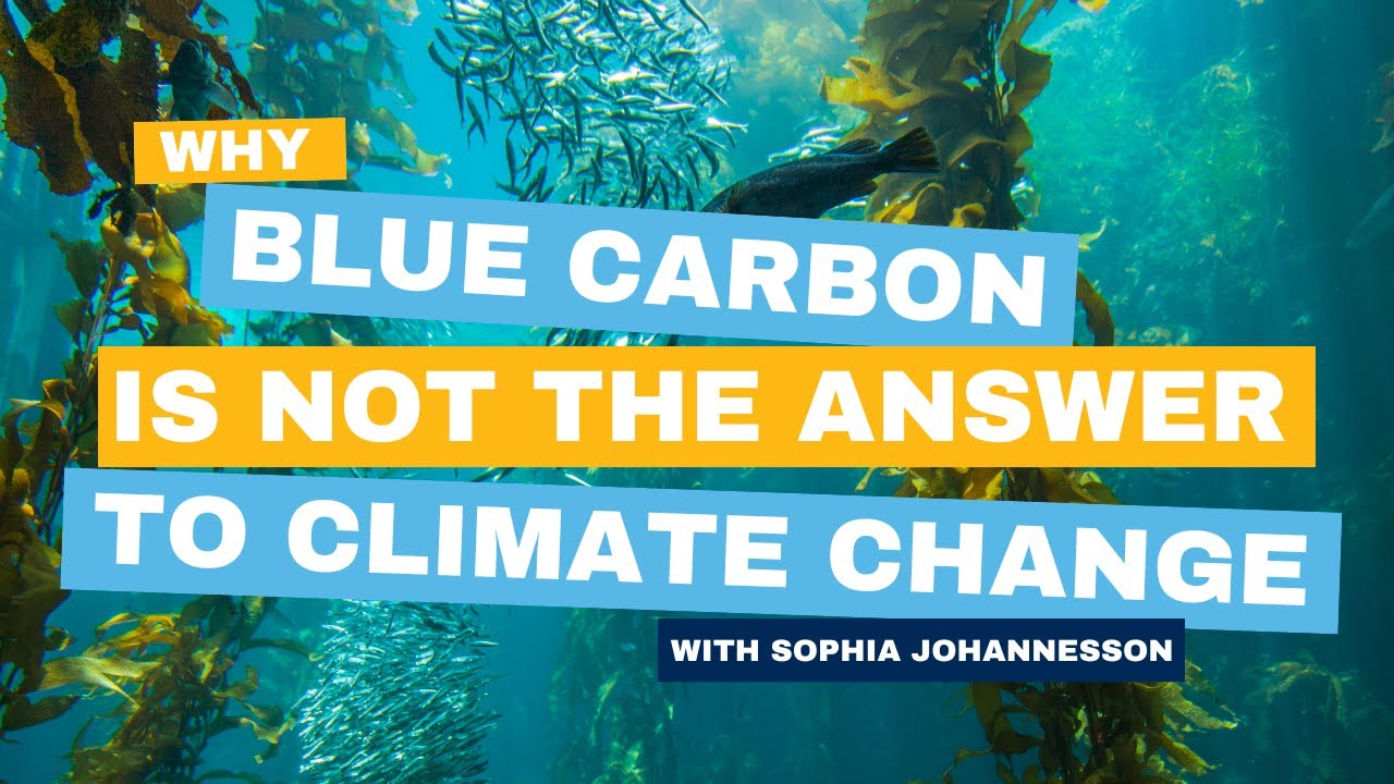 Blue carbon may not be the answer to climate change