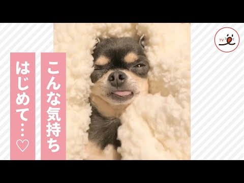 新感覚マッサージに骨抜きになるチワワさん🐶 とろけるお顔がかわいすぎる〜💖【PECO TV】