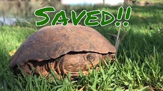 Wild African Side Neck Turtle