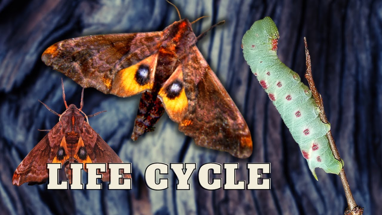 Sphinx Moth LifeCycle Smalleyed sphinx (Paonias myops) BREEDING! In