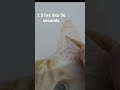Colour Pencil time-lapse