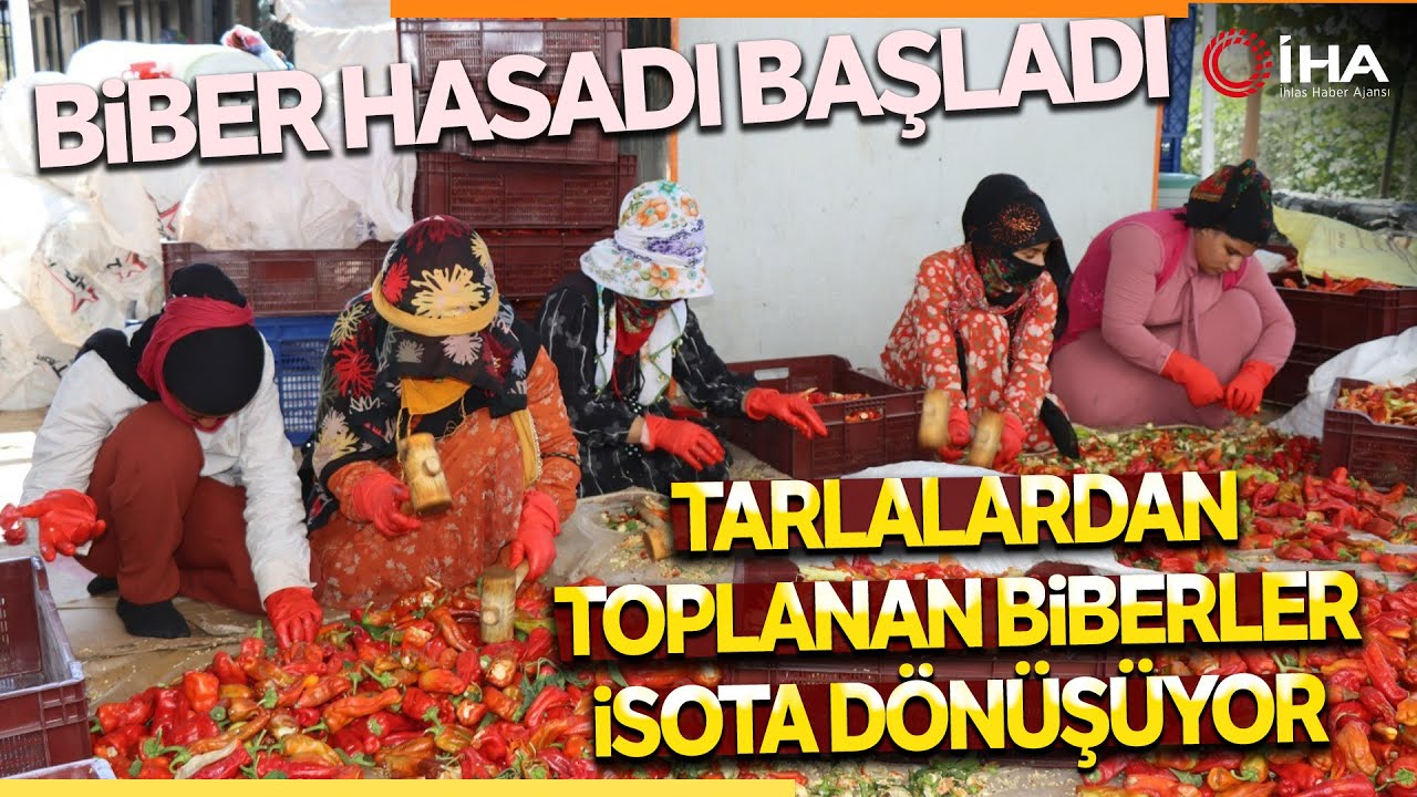 Belediyenin Sera ve Tarlalarında Biber Hasadı Başladı