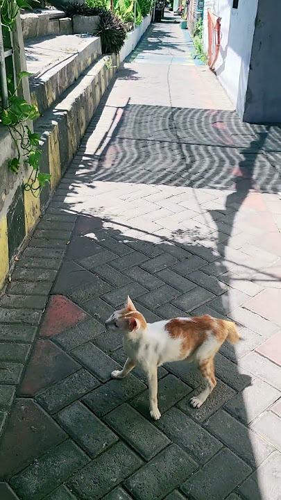 KUCING MABUK SEMPOYONGAN
