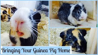 What You Need to Know When You First Get Your Guinea Pigs