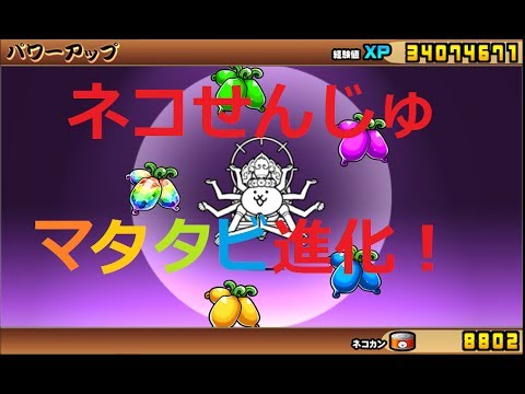 ネコヴァルキリー 第段階 進化