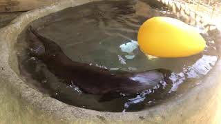 Bringing the Zoo to YOU!: Working out with river otters