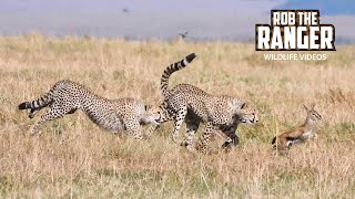 Gazelle Fawn ESCAPES From Cheetah Family | Maasai Mara Safari | Zebra Plains