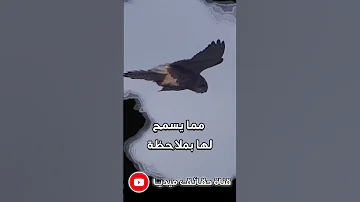 قوة الرؤية عند الصقر 