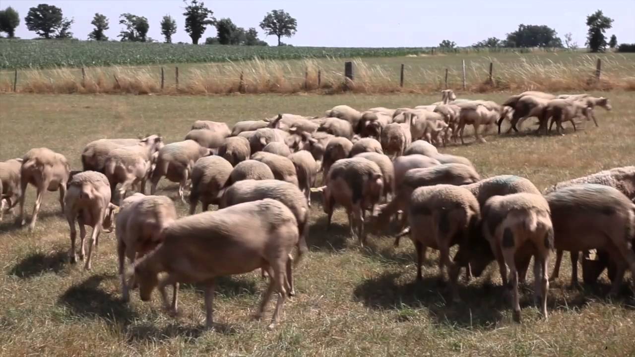 Agneau Laiton de l'Aveyron IGP - Label Rouge