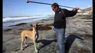 Marmaduke Film Part 1 Of 14