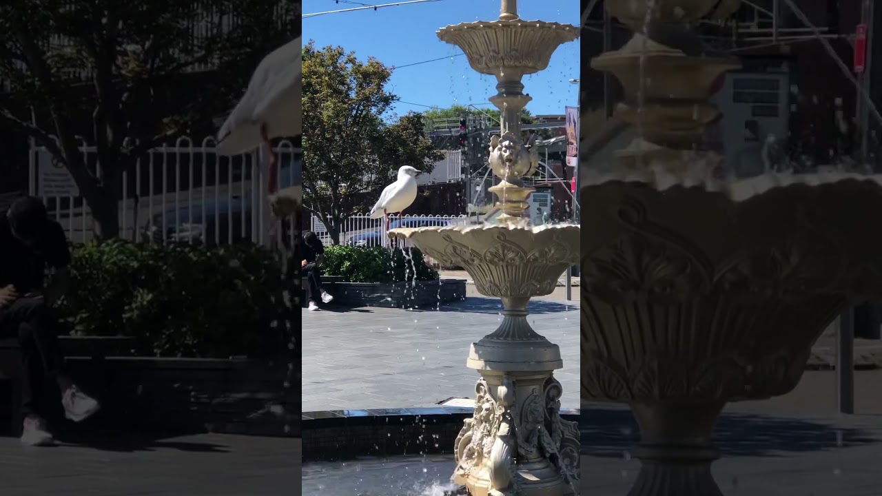 Beautiful bird on the fountain.