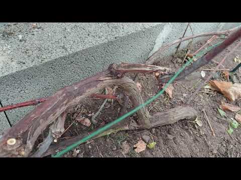 Video: Kiivi taimede pügamine – õppige, kuidas kiivi viinapuutaime lõigata