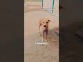 Viral dog reaction|| kutta kisko bola #youtubeshorts #dog #funny #comedy #kutta #dogshorts #petlover