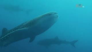 Whale Shark of Indonesia, Cenderawasih Bay | Animal Planet