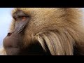 Baboon King Leadership Dynamics