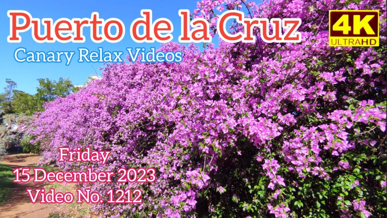 TENERIFE 🏝️ Puerto de la Cruz Canary Islands Teneriffa 15 December 2023