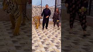 Big Bengal Tiger In Chain Mian Saqib