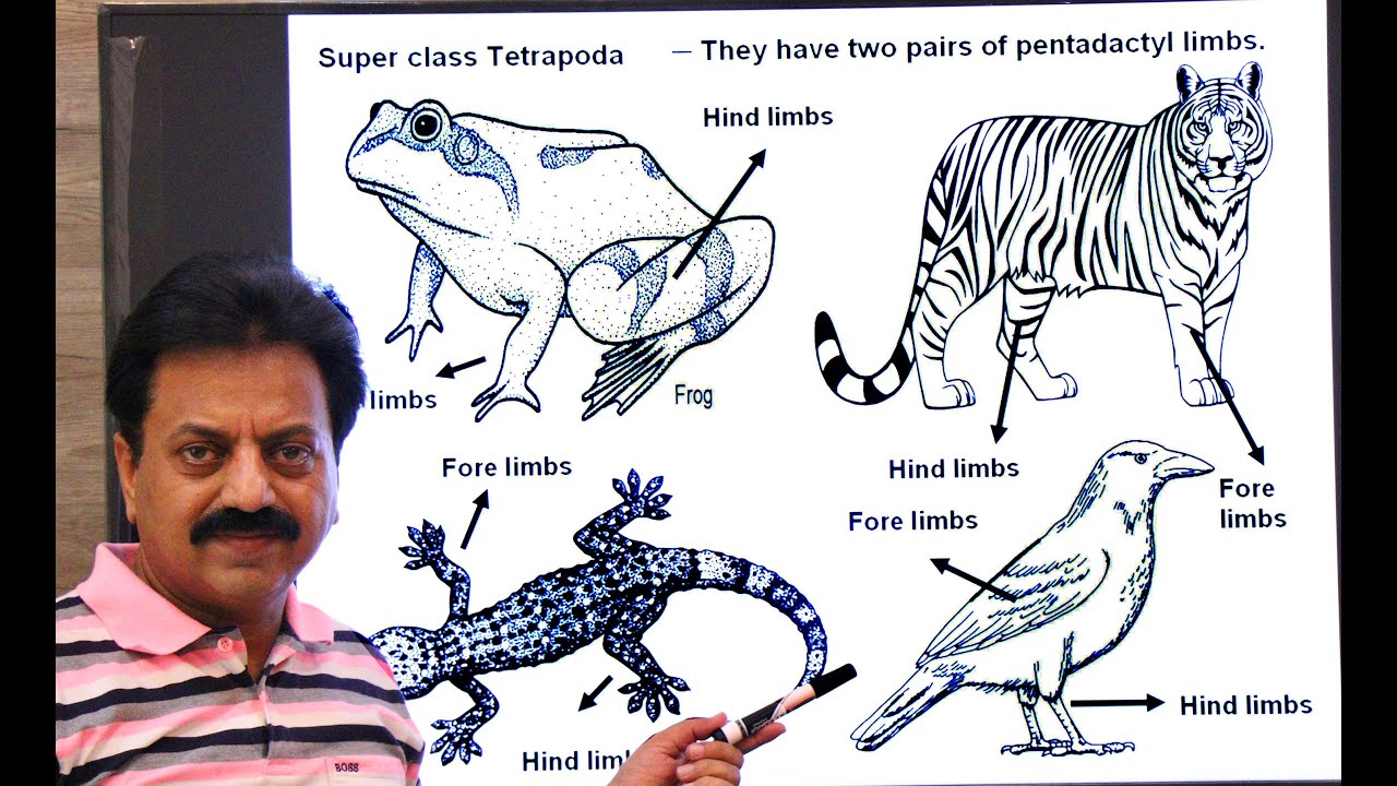 First Year / Chapter 10 / Kingdom Animalia / Part 16 / Phylum Chordata Part 5 / Tetrapoda / Amphibia