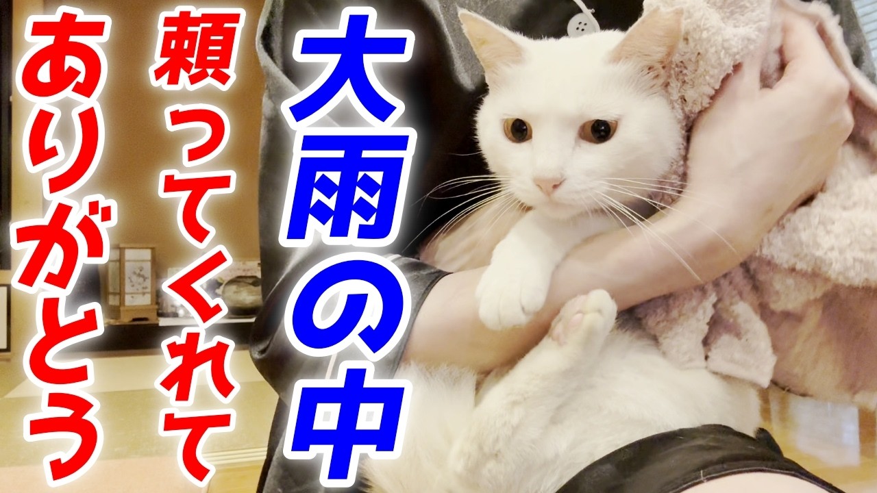 A kitten shivering all alone in the heavy rain… dried it off with