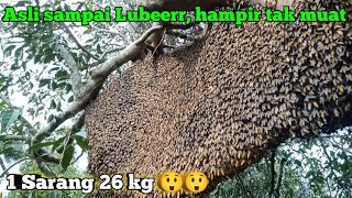 Puas nya, kalau panen sebesar ini#panen #madu #hutan #Alam#Lebahapisdorsata