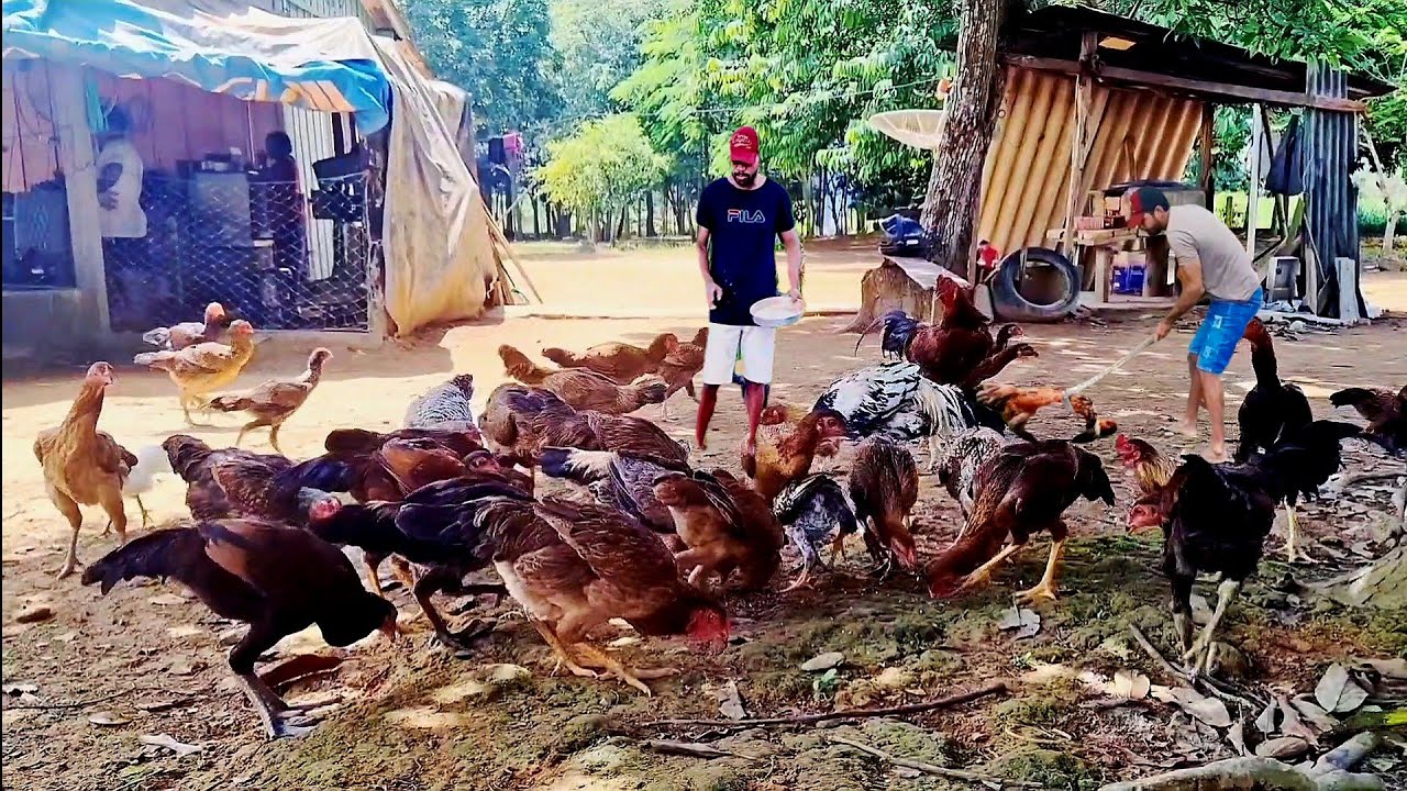 SÍTIO PEQUENO COM CRIAÇÃO DE GALINHAS CAIPIRA COLHA MAIS DE MIL OVOS POR MES COM APENAS 100 GALINHAS