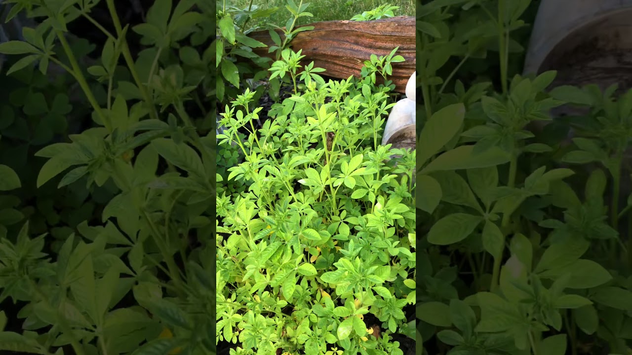 Cleome / Pink Queen/Spider Flower Seedlings/PINAY 🇵🇭 CANADA 🇨🇦 YouTube