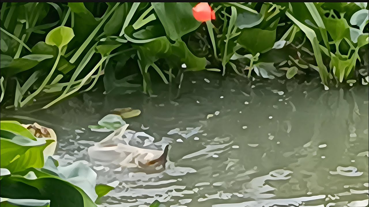 Tập 14 câu cá rô đồng cá tra sông ở sông cây dong đồng nông trường Sông hậu 