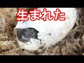 【カメ救助その6】亀の卵孵化!救助したカメが産んだ卵から赤ちゃんが3匹出てきました!!