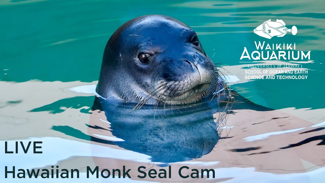 Hawaiian Monk Seal Habitat Mauka
