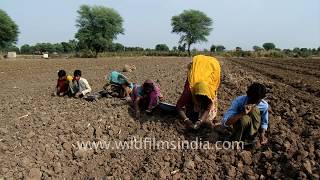 Garlic plantation in India