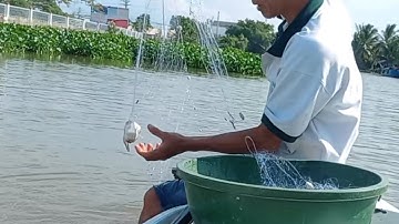 trở lại con kênh huyền thoại giăng lưới dính con thác lác to #15 # chủ nhật.4.7 fishing