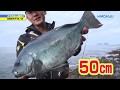クロ50㎝快釣! 長崎県平戸・宮ノ浦