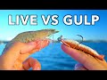 LIVE Shrimp vs. GULP Shrimp Inshore Fishing Experiment