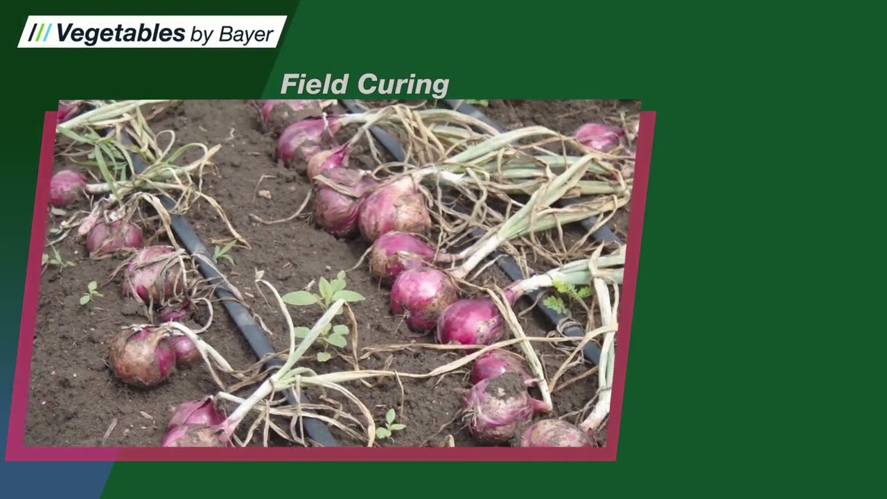 Post Harvest Handling of Onions