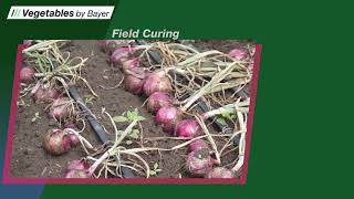 Post Harvest Handling of Onions