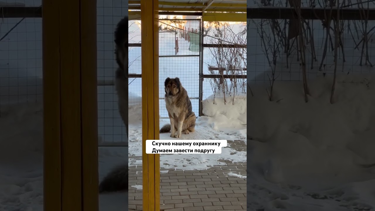 Что Думаете? Скучно ему без Альмы