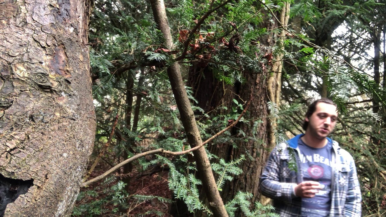 Smoking a Joint in a Forest
