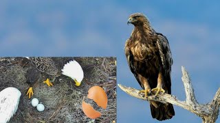 EAGLE crack egg || OUT OFF EGG BABY CHILDREN