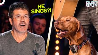 This Dog Started Singing... And Nobody Could Believe It Britains Got Talent