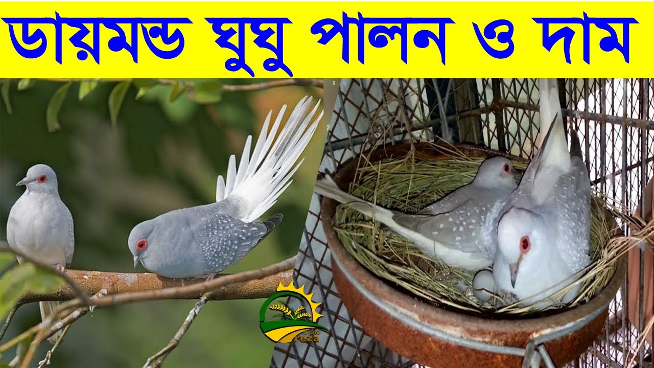 diamond-dove-rearing-in-bangla