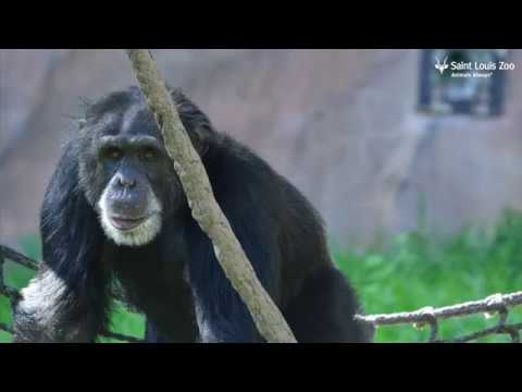 Saint Louis Zoo Chimpanzee Family Welcomes 26-Year-Old Kijana Into The Troop - YouTube