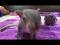 Middle of video