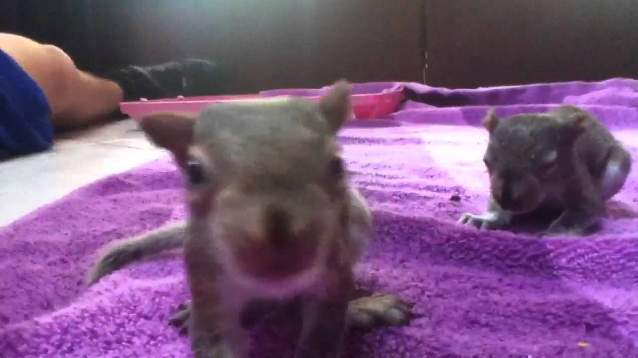 My pet baby squirrels YouTube