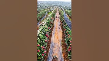 Cách Người Trung Quốc nhân giống cây Thanh Long ra