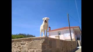 Scars  Guillaume Samson demo Version