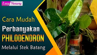 CARA MEMPERBANYAK PHILODENDRON. HOW TO PROPAGATION PHILODENDRON