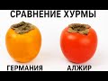 Мы купили хурму в Германии и в Алжире, сравнили - и вот что получилось 😍