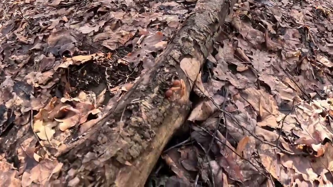 12 лютого 2026 р.